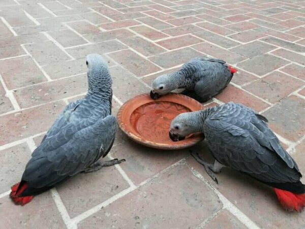 24 Month Old Female African Grey parrot for sale
