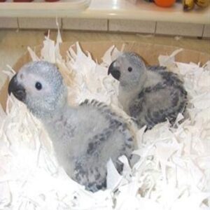 African Grey Parrot For Sale Near Me