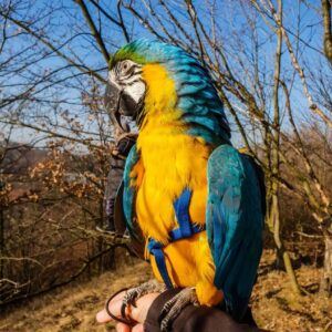 macaws and parrots for sale.