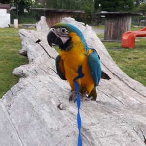 macaw parrots for sale