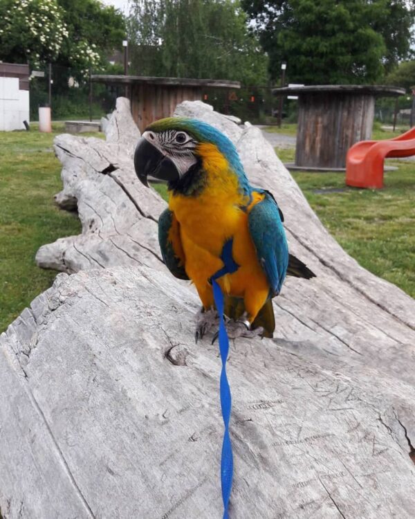 macaw parrots for sale