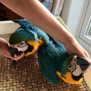 Macaw Parrot For Sale