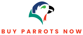 BUY PARROTS NOW