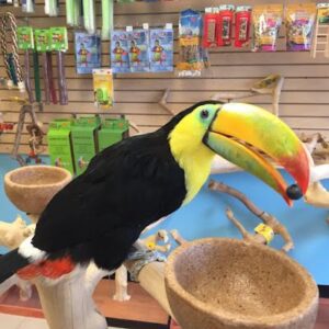 toucan for sale