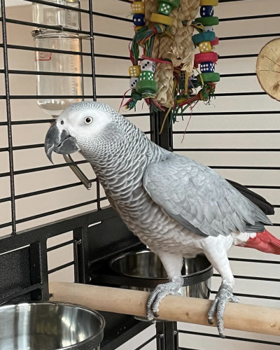 parrots for sale near me