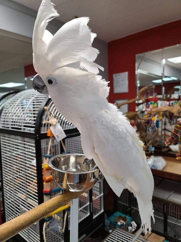 cockatoo bird for sale - Image 2