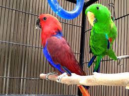 eclectus parrot for sale