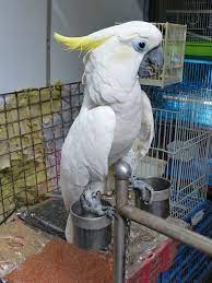 cockatoo bird for sale