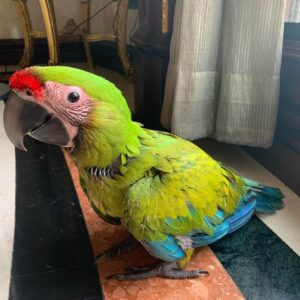 Buffon Macaw Parrots