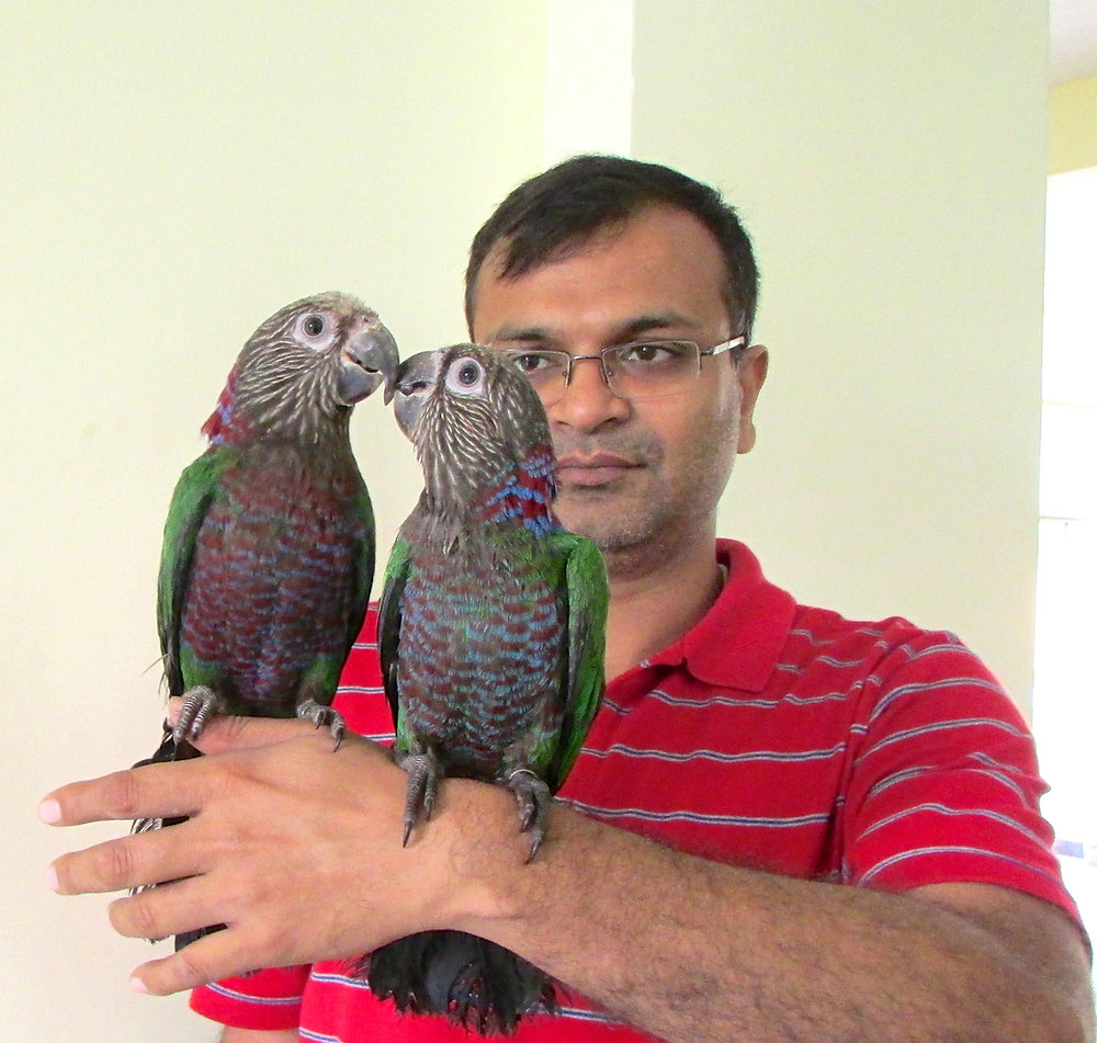 hawk headed parrot