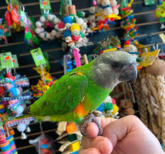 senegal parrot for sale