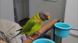 plum headed parakeet for sale