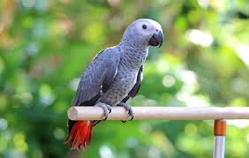 pet birds for sale