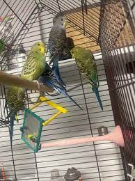 exotic parrots for sale
